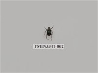 藏品(鮮藍姬長腳金龜)的圖片